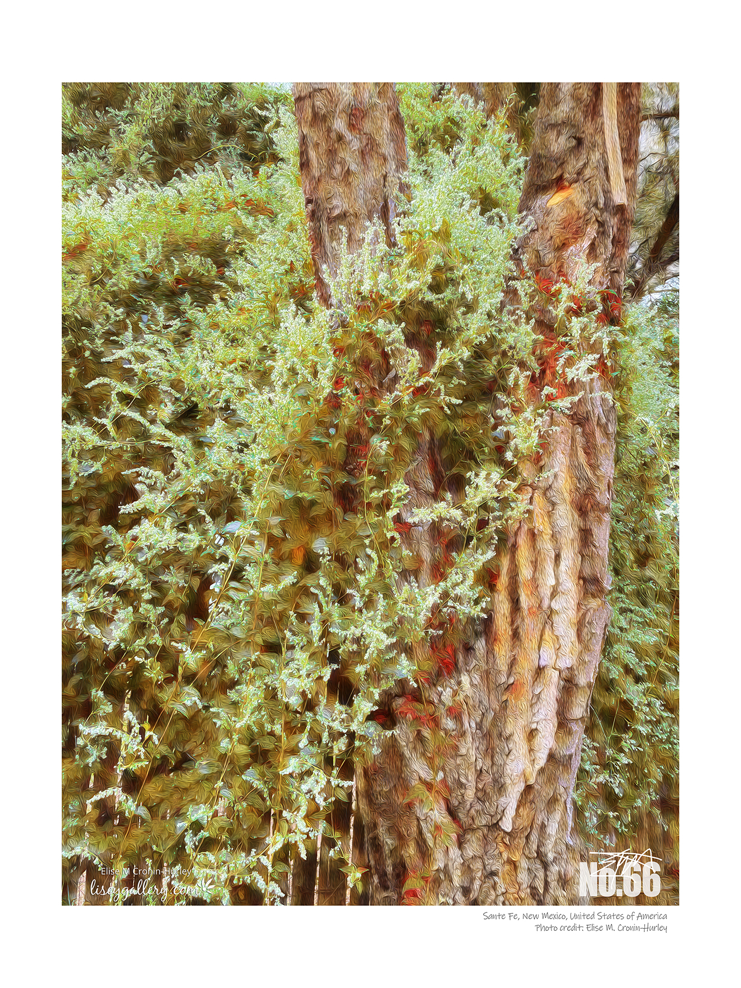77 Winding Vines along Arroyo Griego Rd
