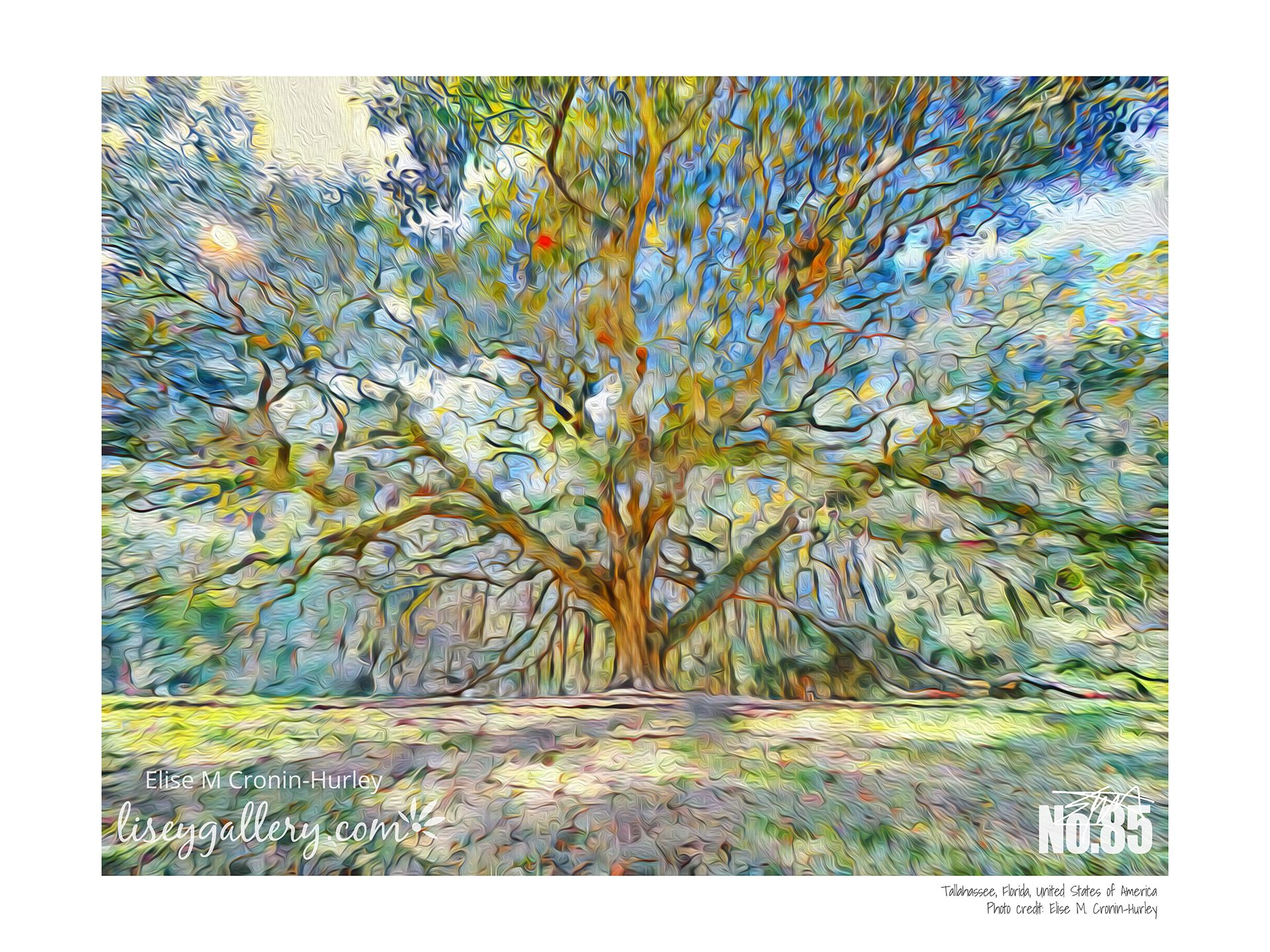 85 Tallahassee Litchgate tree